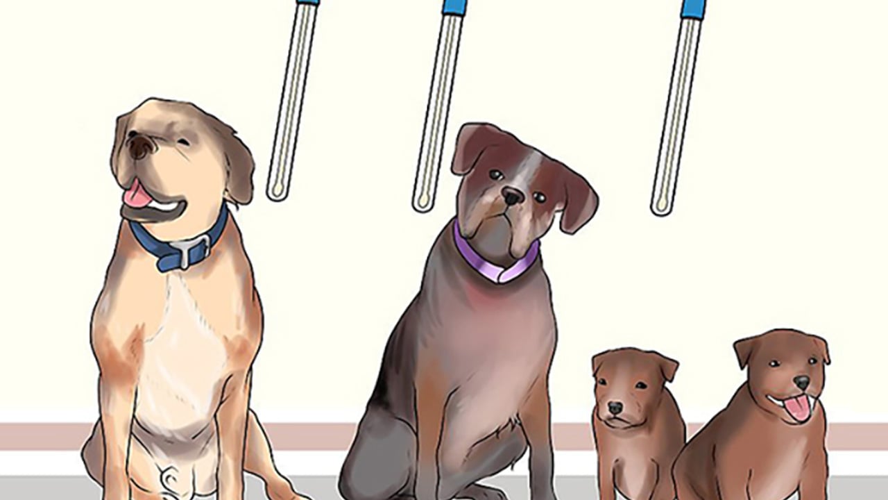 Foto - Onlar bizim can dostumuz! Köpeğin genetik bağı: DNA'sı Anadolu'da masaya yatırıldı! İngiltere ilan etti