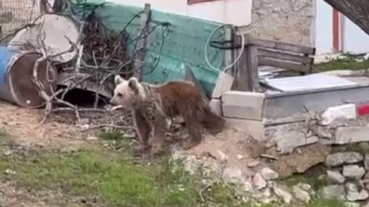 Foto - Onlar da ormanı terk edip şehire indi
