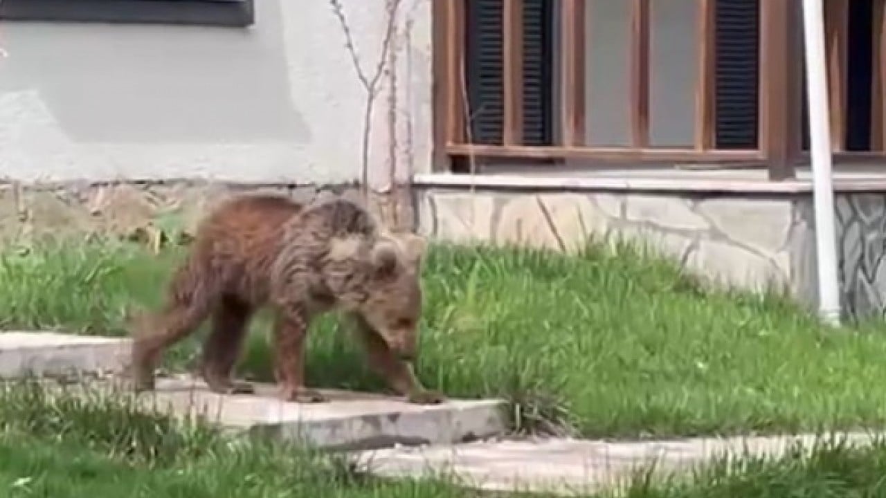 Foto - Onlar da ormanı terk edip şehire indi
