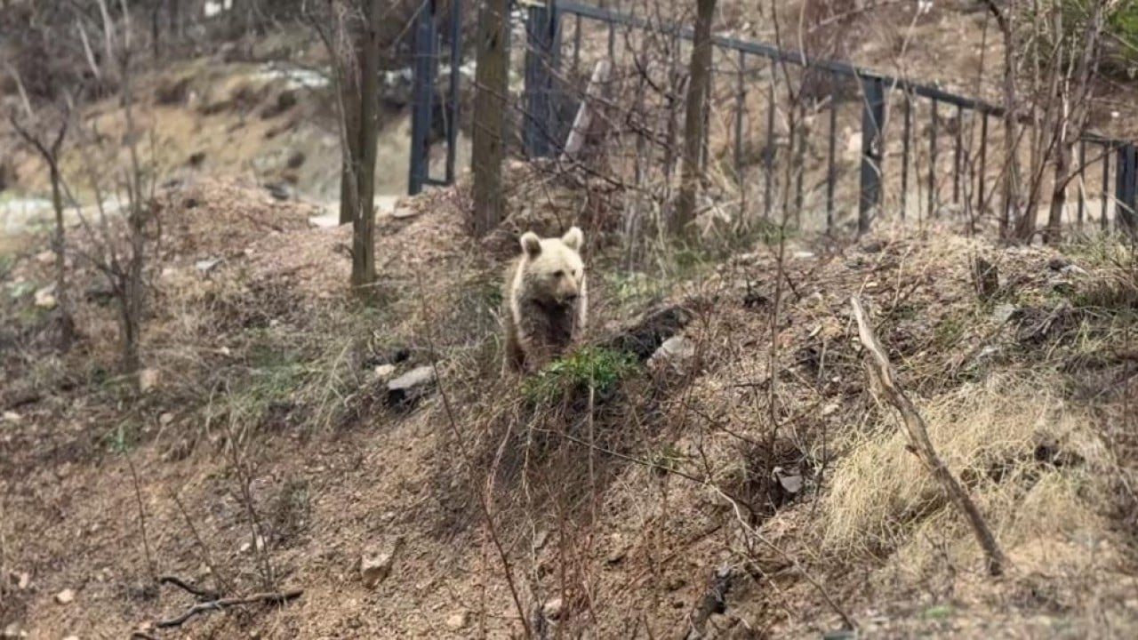 Foto - Onlar da ormanı terk edip şehire indi