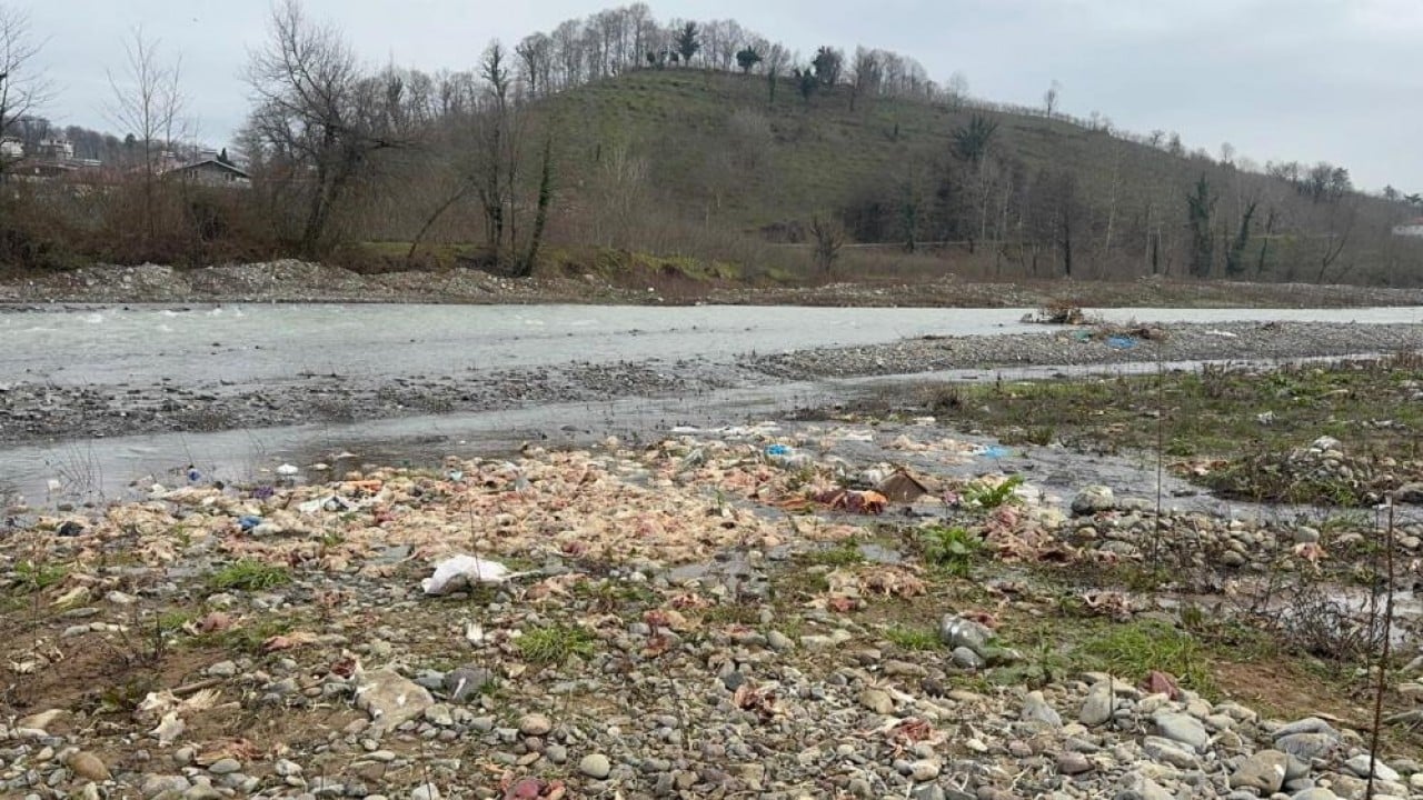 Foto - Onlarca tavuk ölüsünü su kenarına atan aranıyor