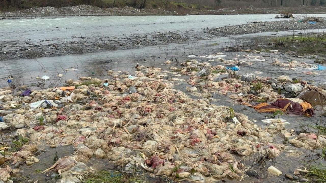 Foto - Onlarca tavuk ölüsünü su kenarına atan aranıyor