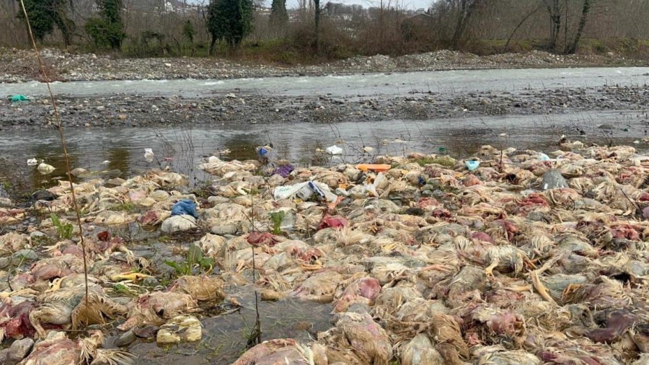 Foto - Onlarca tavuk ölüsünü su kenarına atan aranıyor