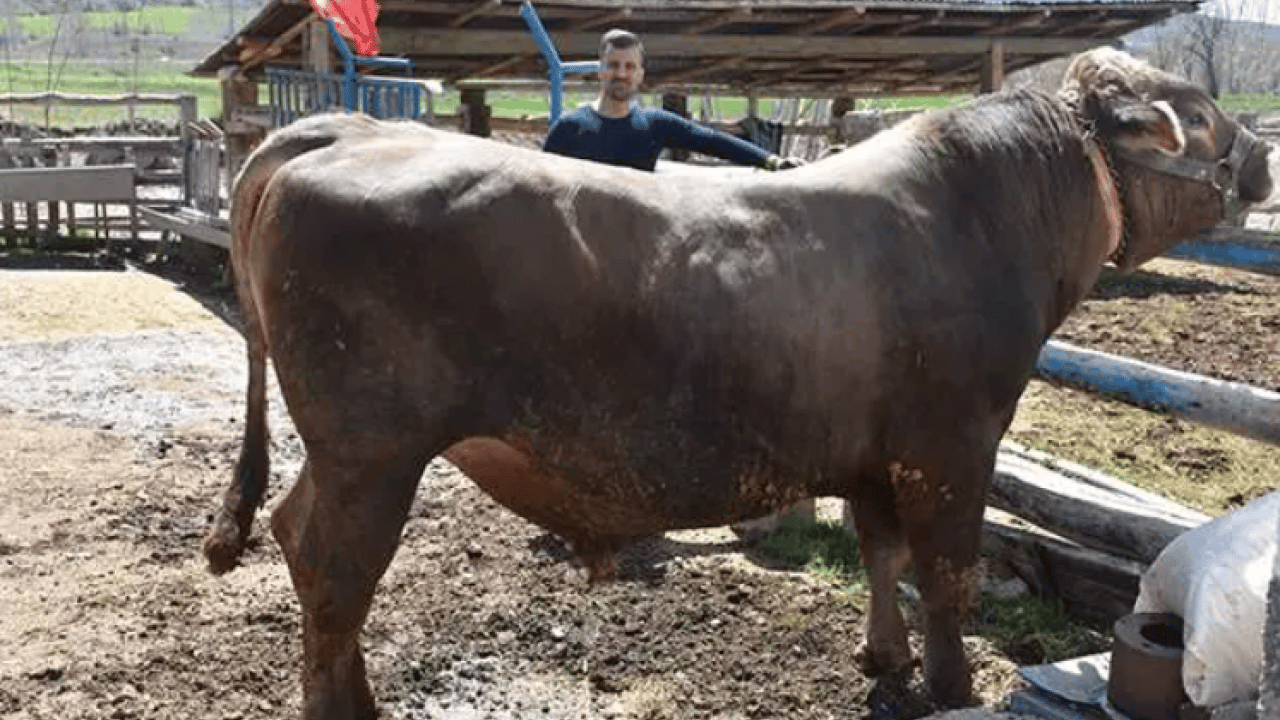 Foto - Onu satmaya kıyamıyorlar: 1 tonluk Poyraz'ın dudak uçuklatan fiyatı! 
