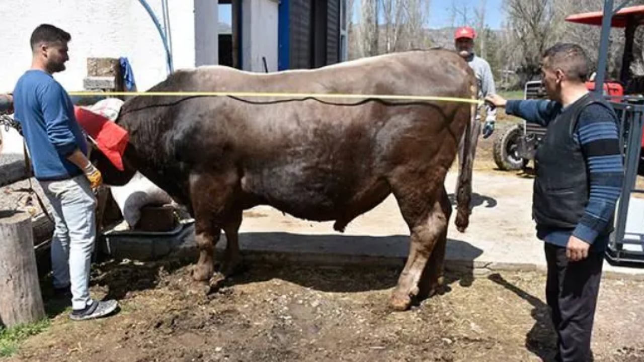 Foto - Onu satmaya kıyamıyorlar: 1 tonluk Poyraz'ın dudak uçuklatan fiyatı! 