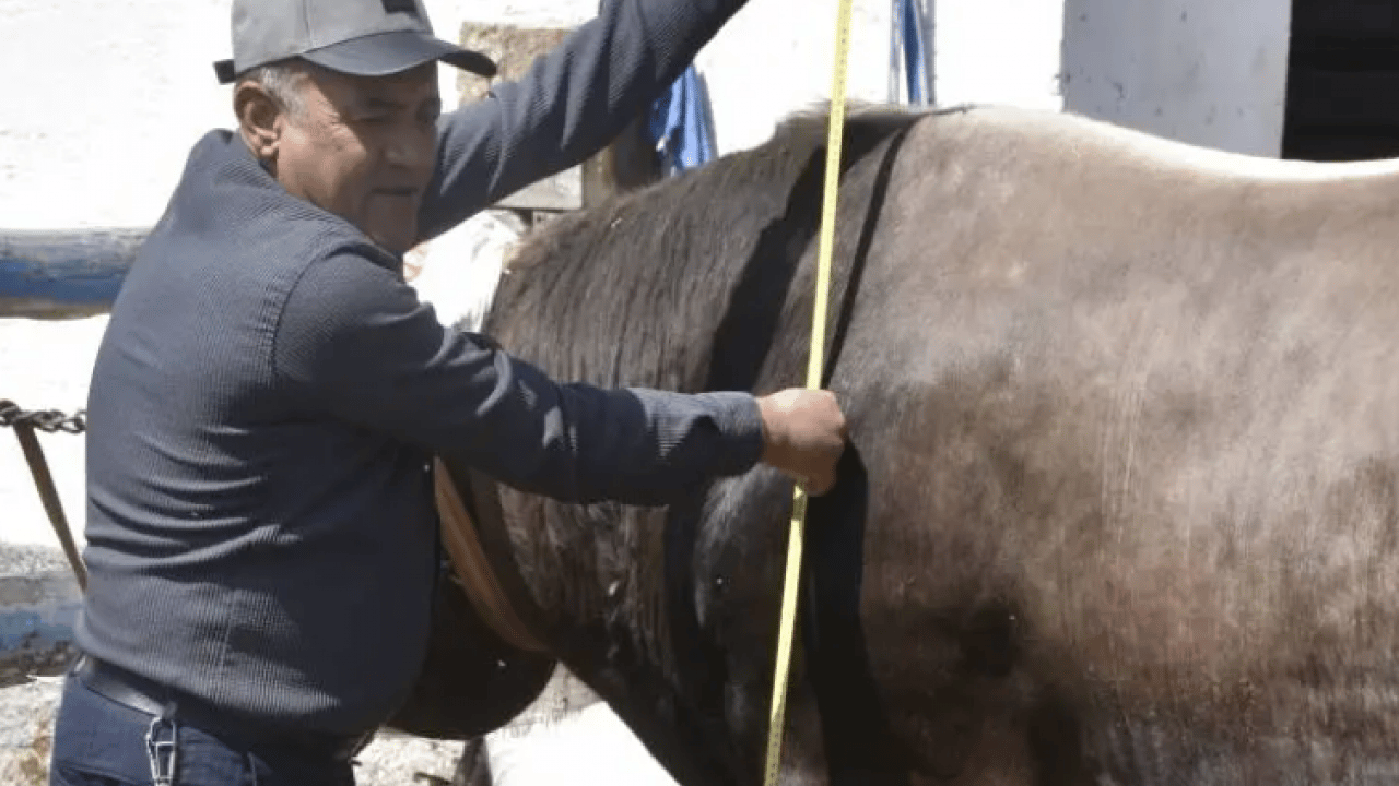 Foto - Onu satmaya kıyamıyorlar: 1 tonluk Poyraz'ın dudak uçuklatan fiyatı! 
