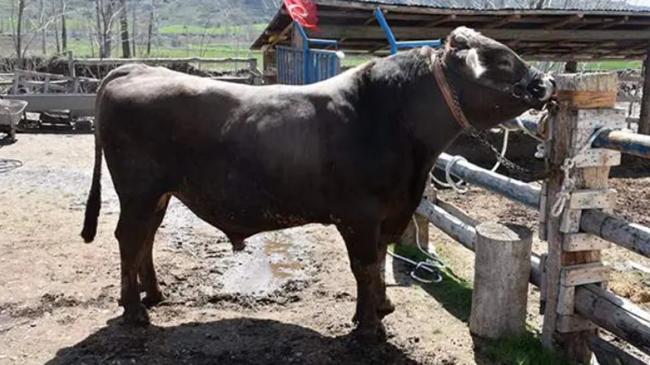 Foto - Onu satmaya kıyamıyorlar: 1 tonluk Poyraz'ın dudak uçuklatan fiyatı! 