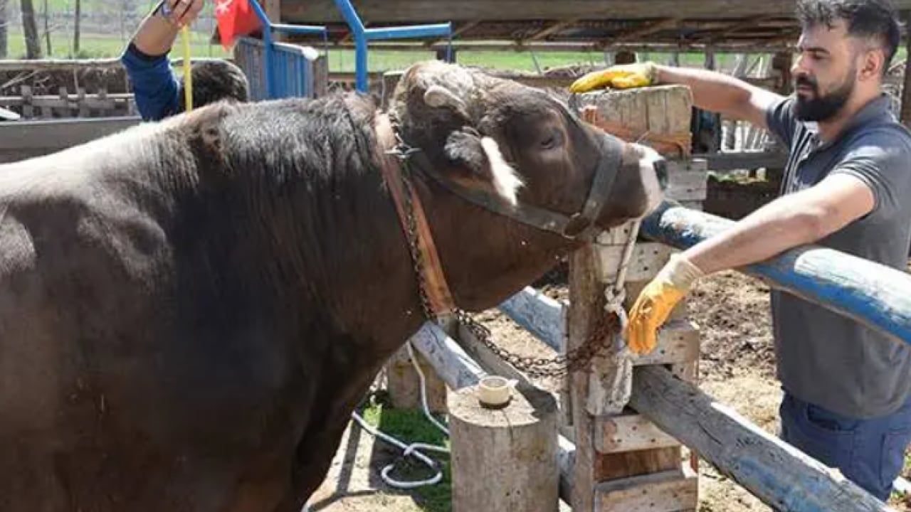 Foto - Onu satmaya kıyamıyorlar: 1 tonluk Poyraz'ın dudak uçuklatan fiyatı! 