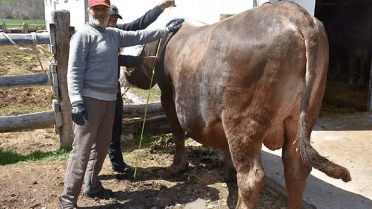 Foto - Onu satmaya kıyamıyorlar: 1 tonluk Poyraz'ın dudak uçuklatan fiyatı! 