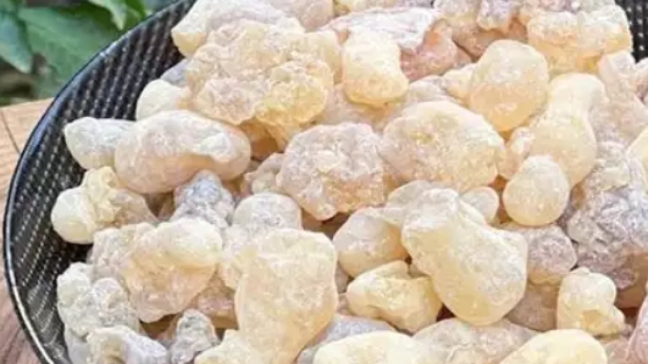 Foto - Onun ismi artık tüm aktarlarda geçti! Grip ve geçmeyen öksürüğe akgünlük sakızı tavsiyesi