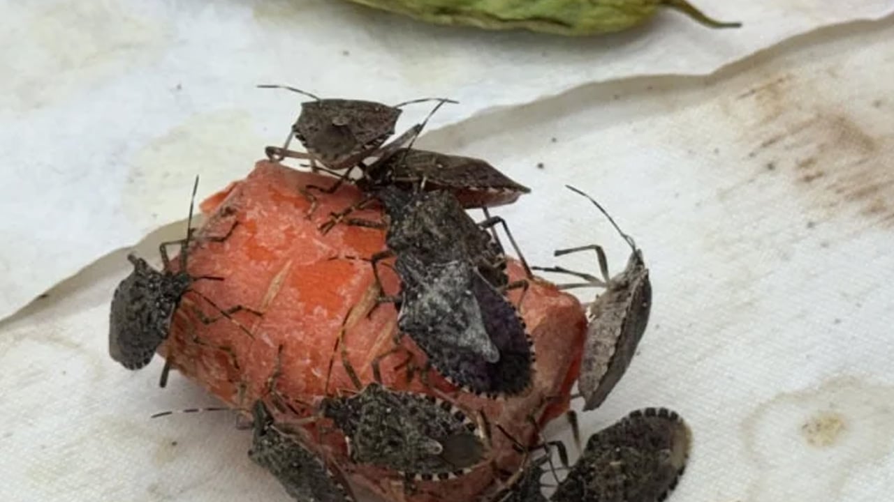 Foto - Orada üretiliyor: 40 il için samuray arısı! Kahverengi kokarca doğal 'baş düşmanı'yla vurulacak