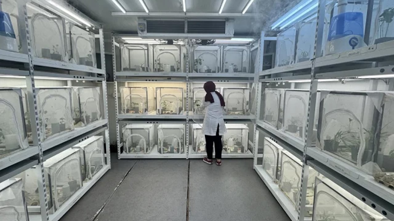 Foto - Orada üretiliyor: 40 il için samuray arısı! Kahverengi kokarca doğal 'baş düşmanı'yla vurulacak