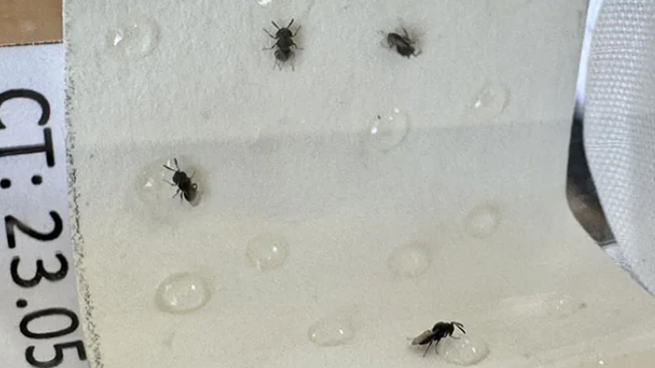 Foto - Orada üretiliyor: 40 il için samuray arısı! Kahverengi kokarca doğal 'baş düşmanı'yla vurulacak