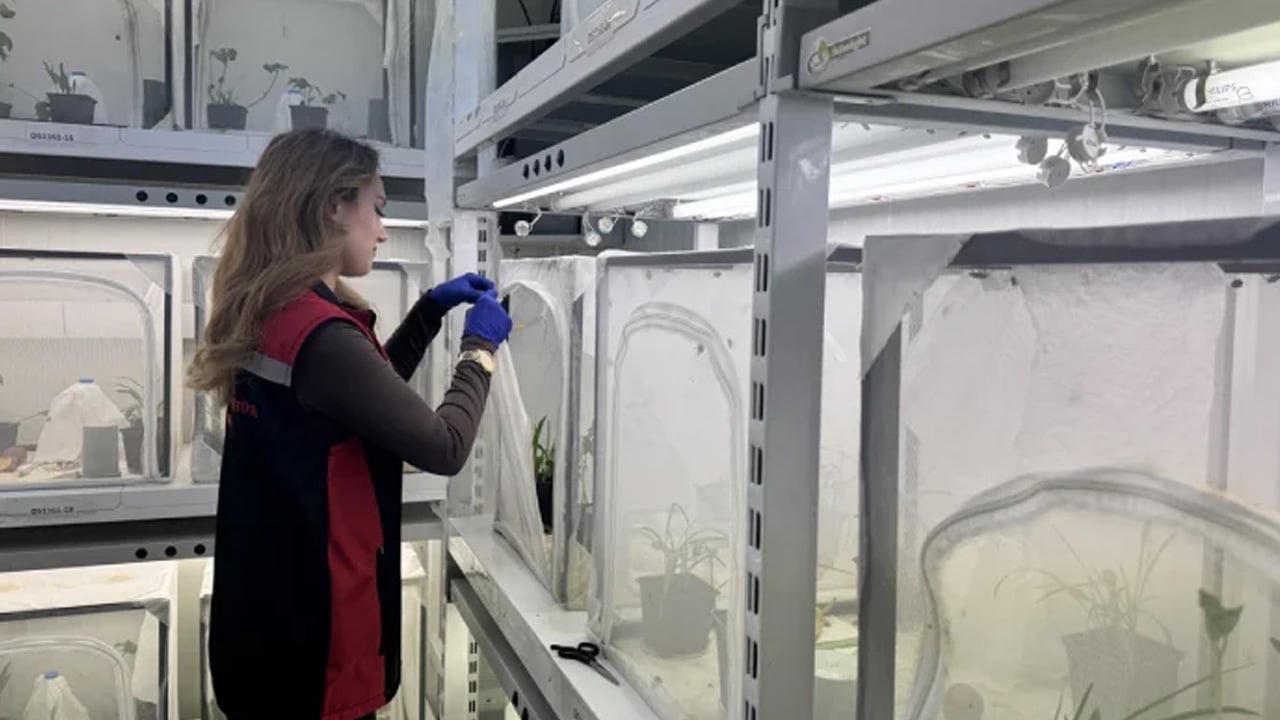  Orada üretiliyor: 40 il için samuray arısı! Kahverengi kokarca doğal 'baş düşmanı'yla vurulacak