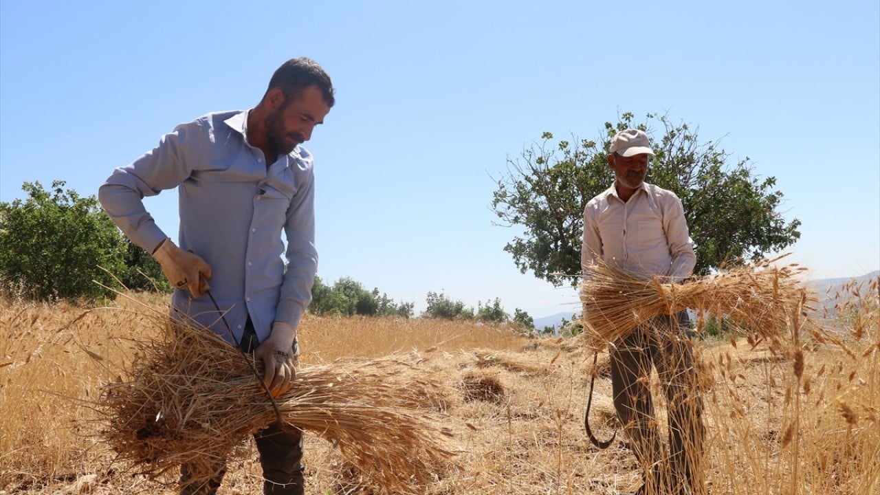 Foto - Orakla biçiliyor katırla taşınıyor