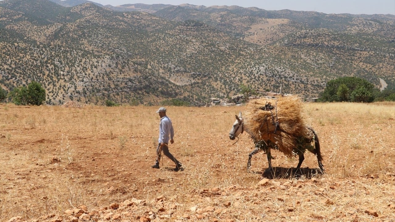 Orakla biçiliyor katırla taşınıyor