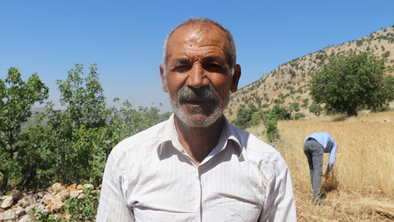 Foto - Orakla biçiliyor katırla taşınıyor