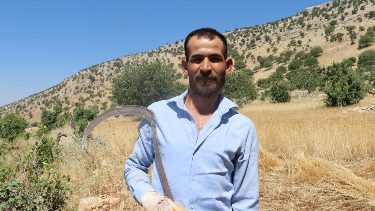 Foto - Orakla biçiliyor katırla taşınıyor