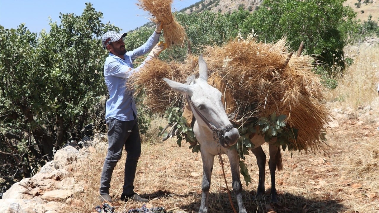 Foto - Orakla biçiliyor katırla taşınıyor