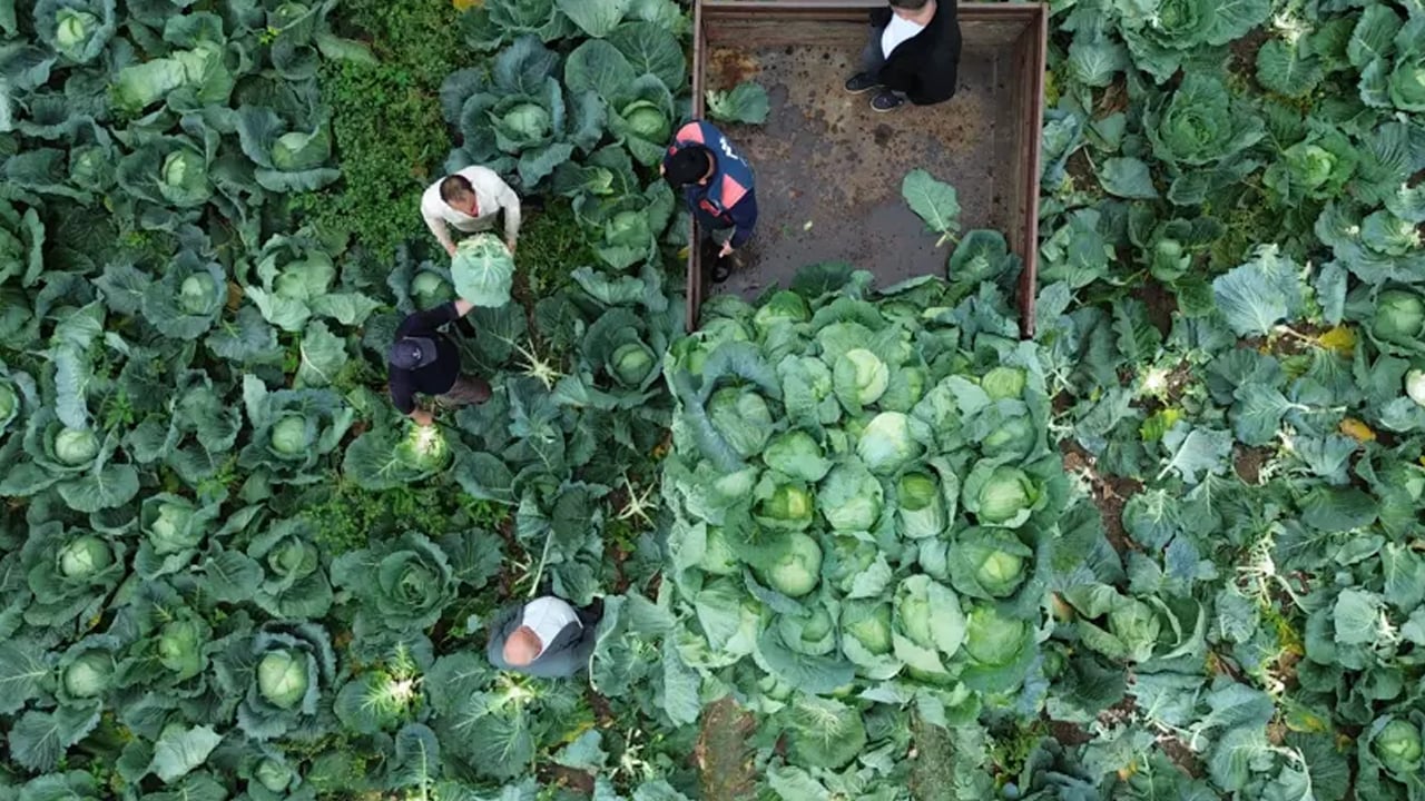 Foto - Ordu ve Samsun'da her derde şifa! Alzheimer’a karşı kalkan lahana sadece 8 lira: 100 yıllık miras tarlalarda