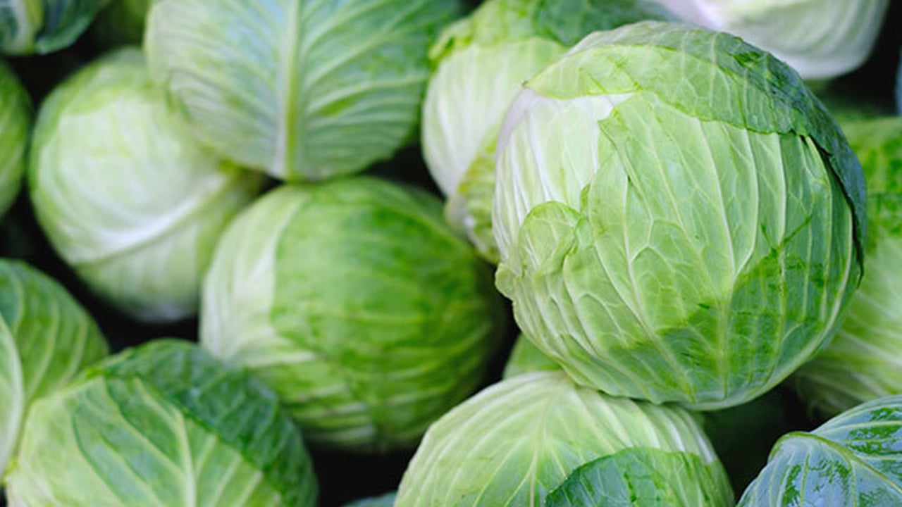 Foto - Ordu ve Samsun'da her derde şifa! Alzheimer’a karşı kalkan lahana sadece 8 lira: 100 yıllık miras tarlalarda