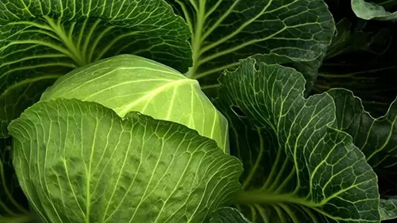 Foto - Ordu ve Samsun'da her derde şifa! Alzheimer’a karşı kalkan lahana sadece 8 lira: 100 yıllık miras tarlalarda