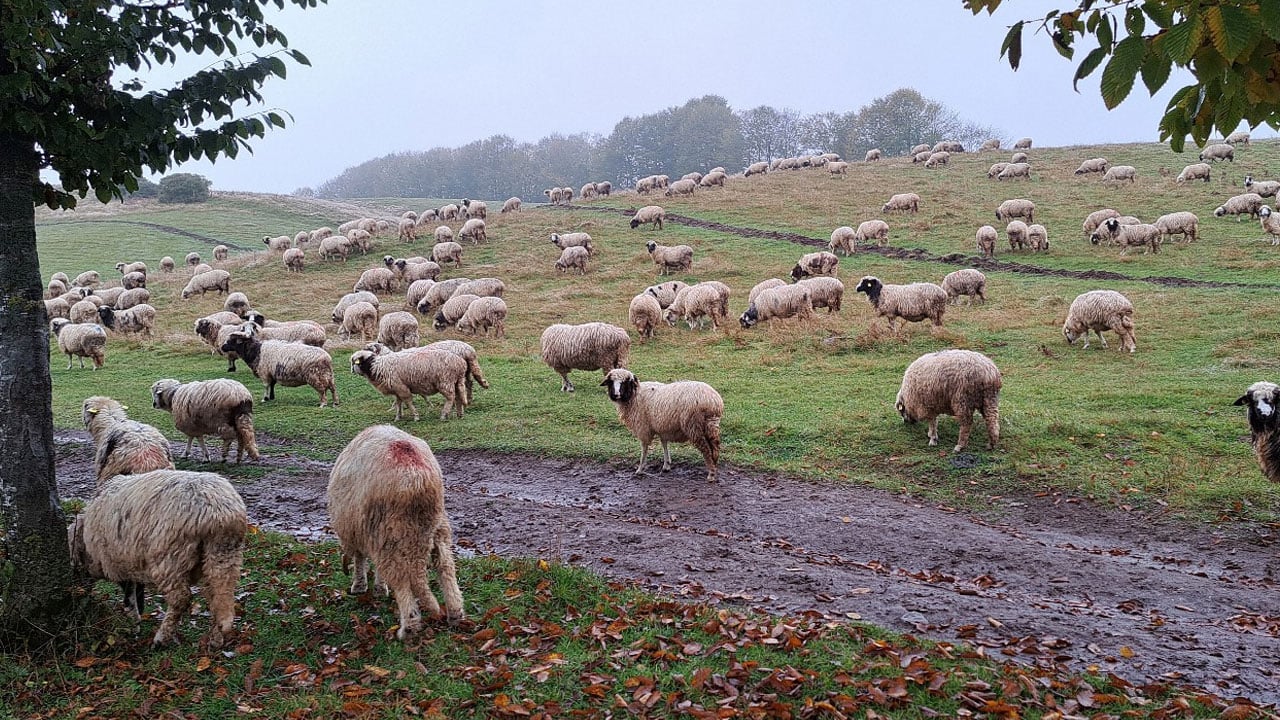 Foto - Ordu’nun güçlü kadını! Eşini kaybetti, dağlarda hayata tutundu