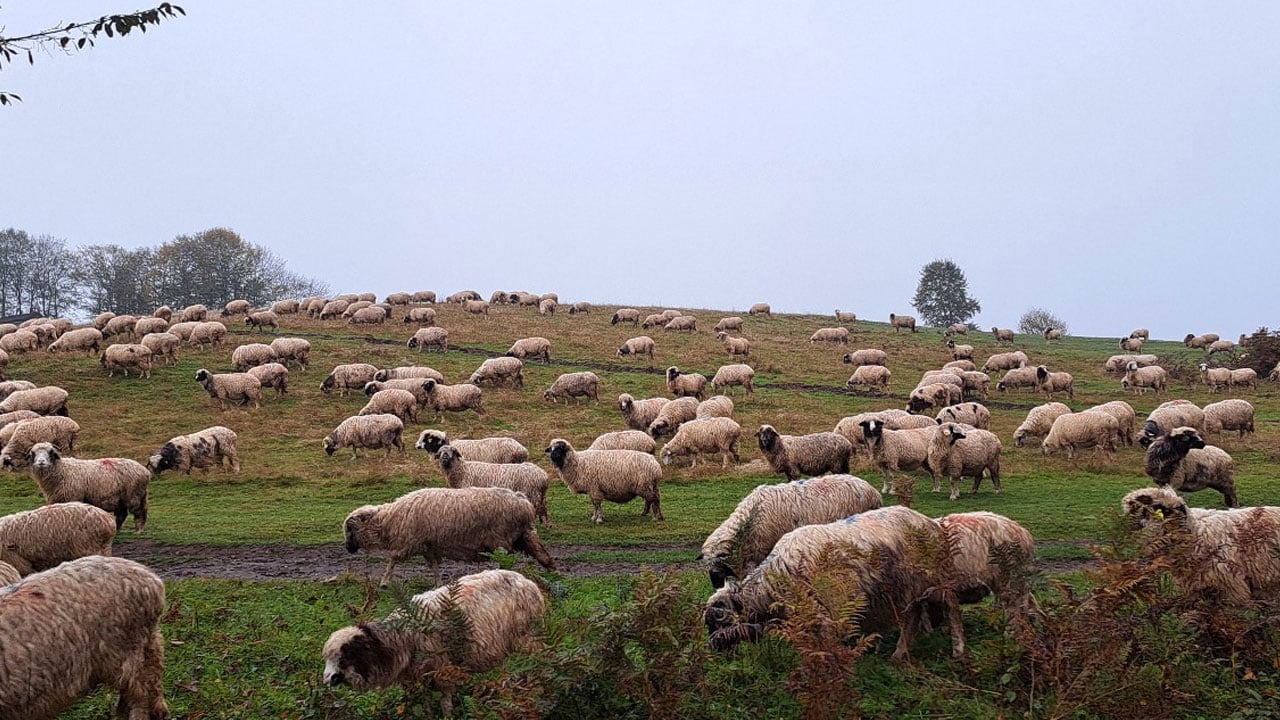 Foto - Ordu’nun güçlü kadını! Eşini kaybetti, dağlarda hayata tutundu