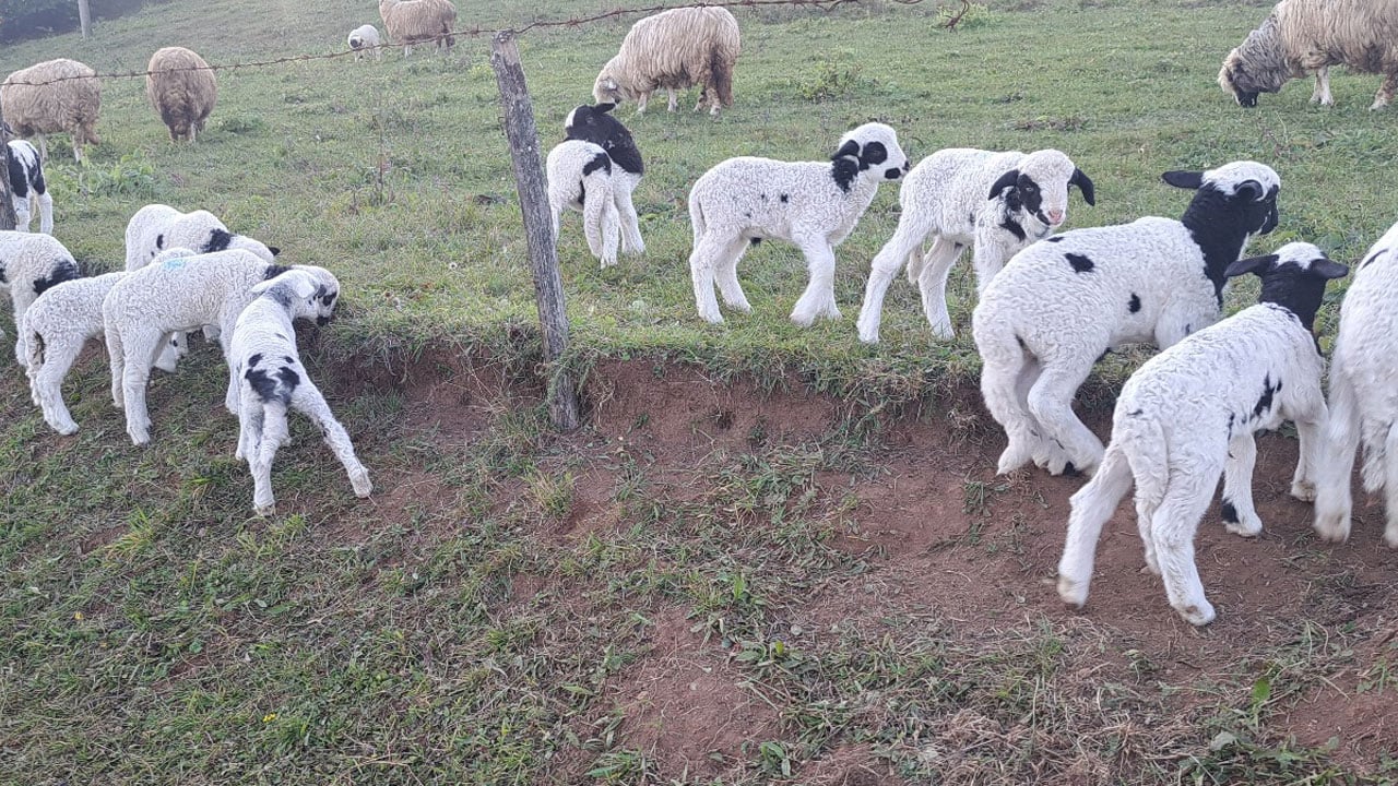 Foto - Ordu’nun güçlü kadını! Eşini kaybetti, dağlarda hayata tutundu