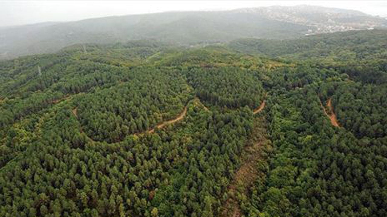 Foto - Orman alanı en fazla artan ülkeler belli oldu: Türkiye yeşillendi, Gezi zekalılar morardı