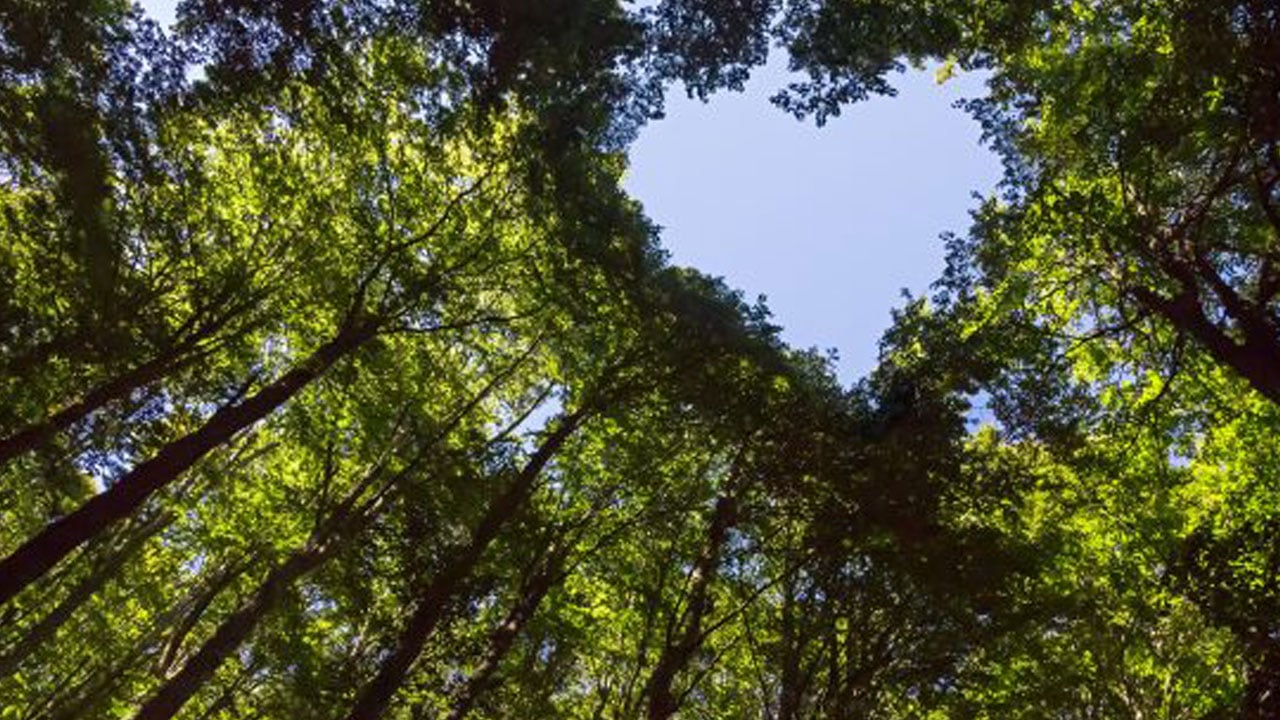 Foto - Orman alanı en fazla artan ülkeler belli oldu: Türkiye yeşillendi, Gezi zekalılar morardı