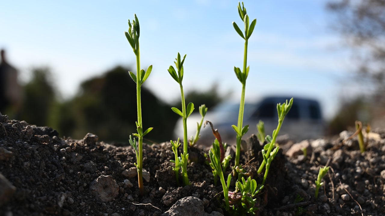 Foto - Orman alanı en fazla artan ülkeler belli oldu: Türkiye yeşillendi, Gezi zekalılar morardı