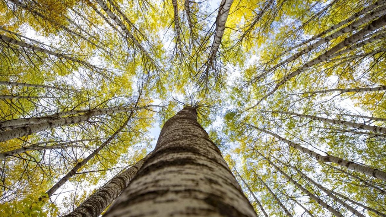 Foto - Orman alanı en fazla artan ülkeler belli oldu: Türkiye yeşillendi, Gezi zekalılar morardı