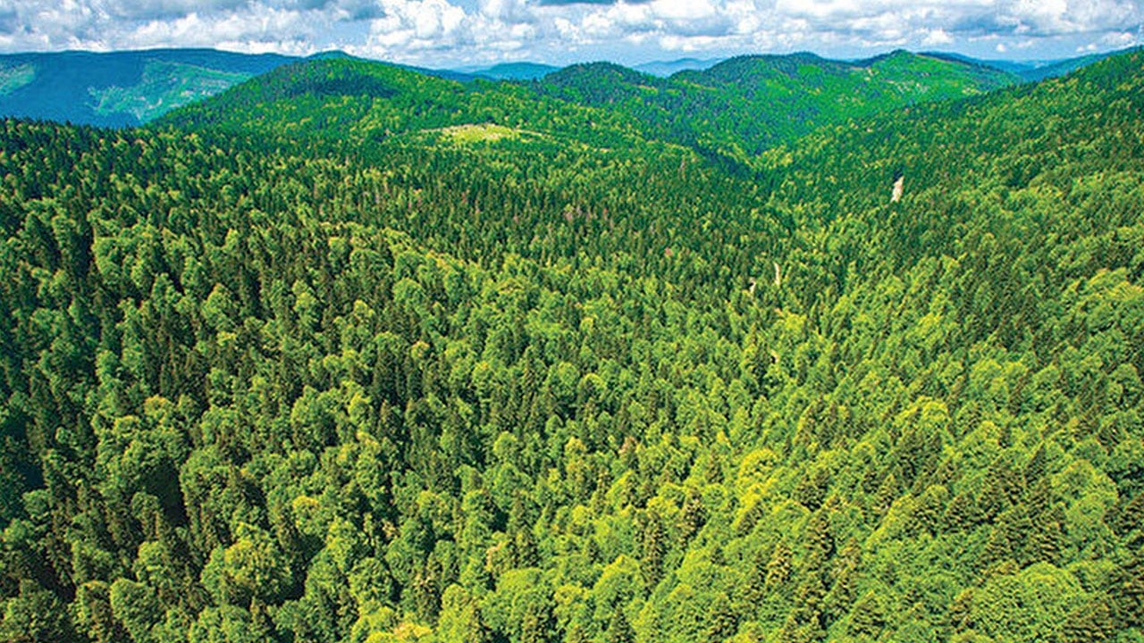 Orman alanı en fazla artan ülkeler belli oldu: Türkiye yeşillendi, Gezi zekalılar morardı