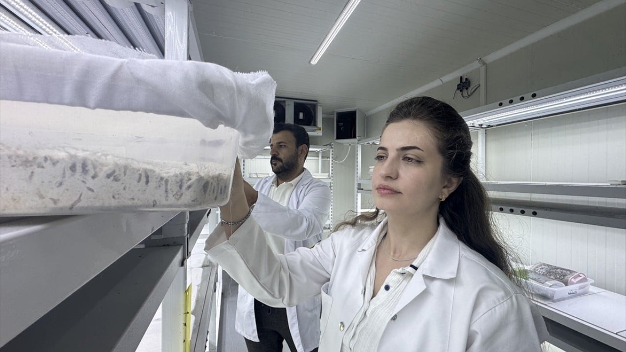 Foto - Orman zararlılarını yok ediyor Laboratuvar böcekleri iş başında