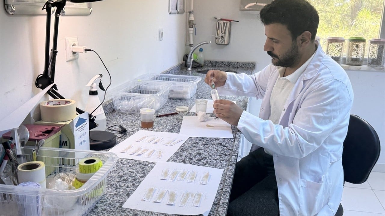 Foto - Orman zararlılarını yok ediyor Laboratuvar böcekleri iş başında