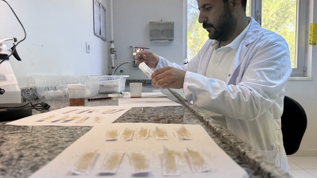 Foto - Orman zararlılarını yok ediyor Laboratuvar böcekleri iş başında