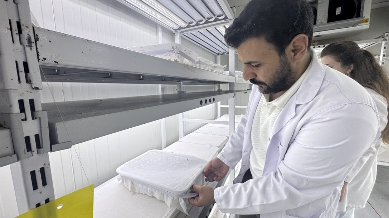 Foto - Orman zararlılarını yok ediyor Laboratuvar böcekleri iş başında