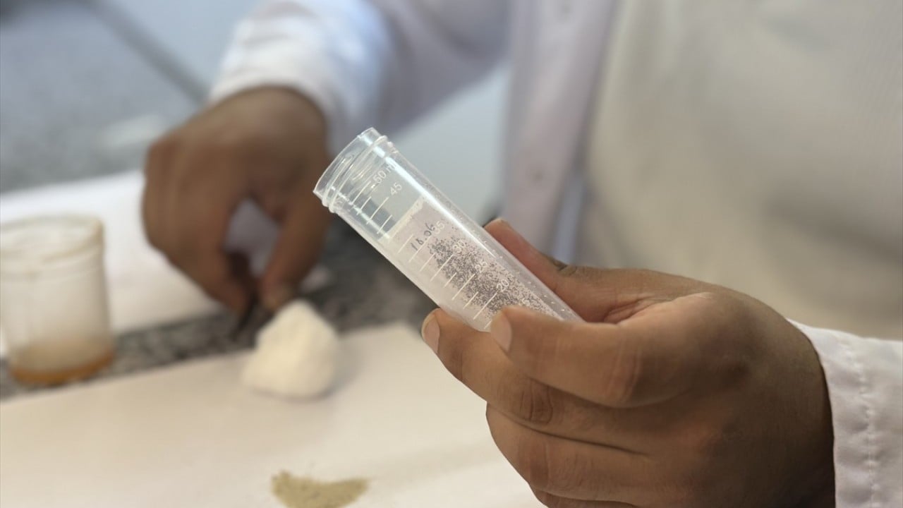 Foto - Orman zararlılarını yok ediyor Laboratuvar böcekleri iş başında