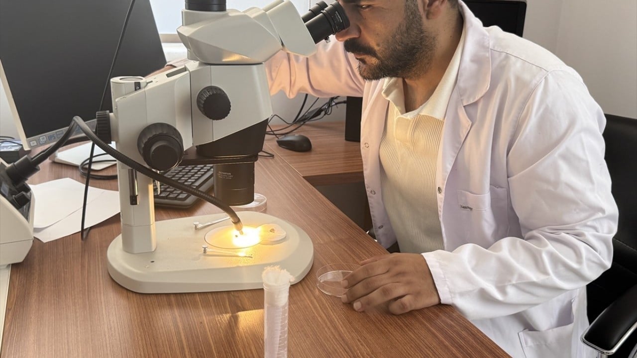 Foto - Orman zararlılarını yok ediyor Laboratuvar böcekleri iş başında