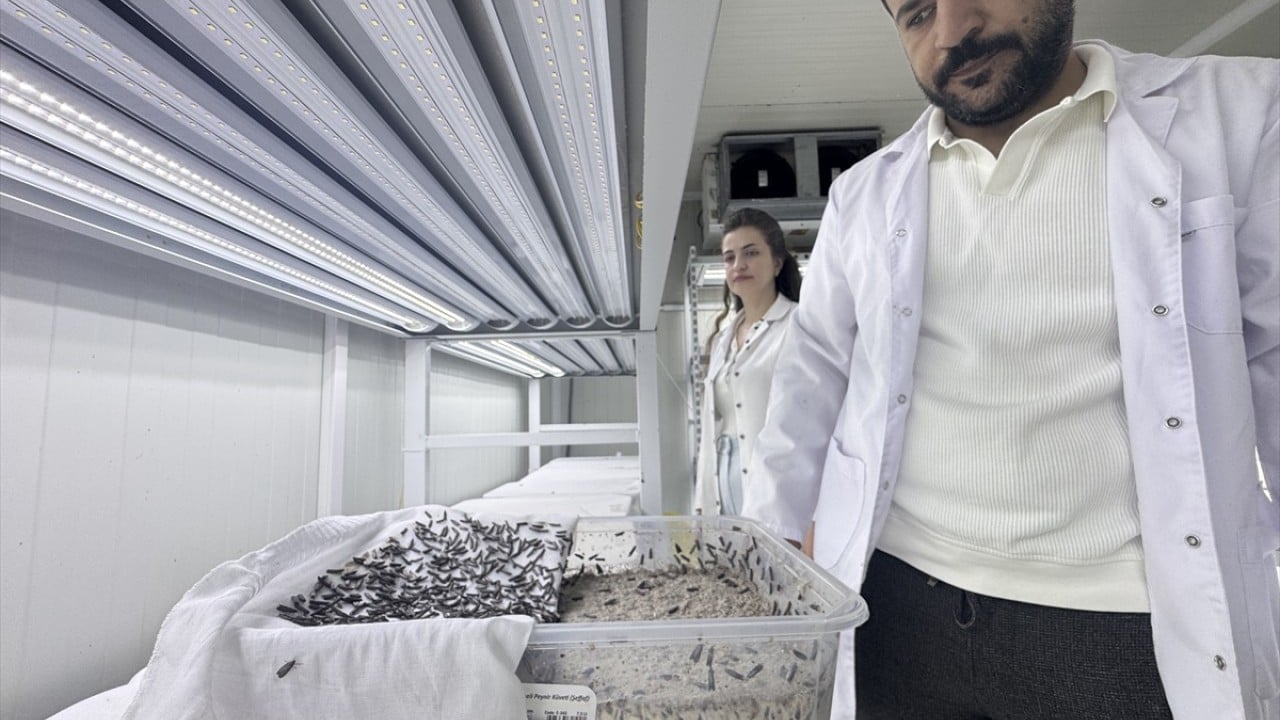 Foto - Orman zararlılarını yok ediyor Laboratuvar böcekleri iş başında
