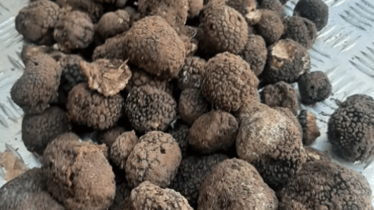 Foto - Ormanda hazine buldular: Kilosu tam 40 bin lira!