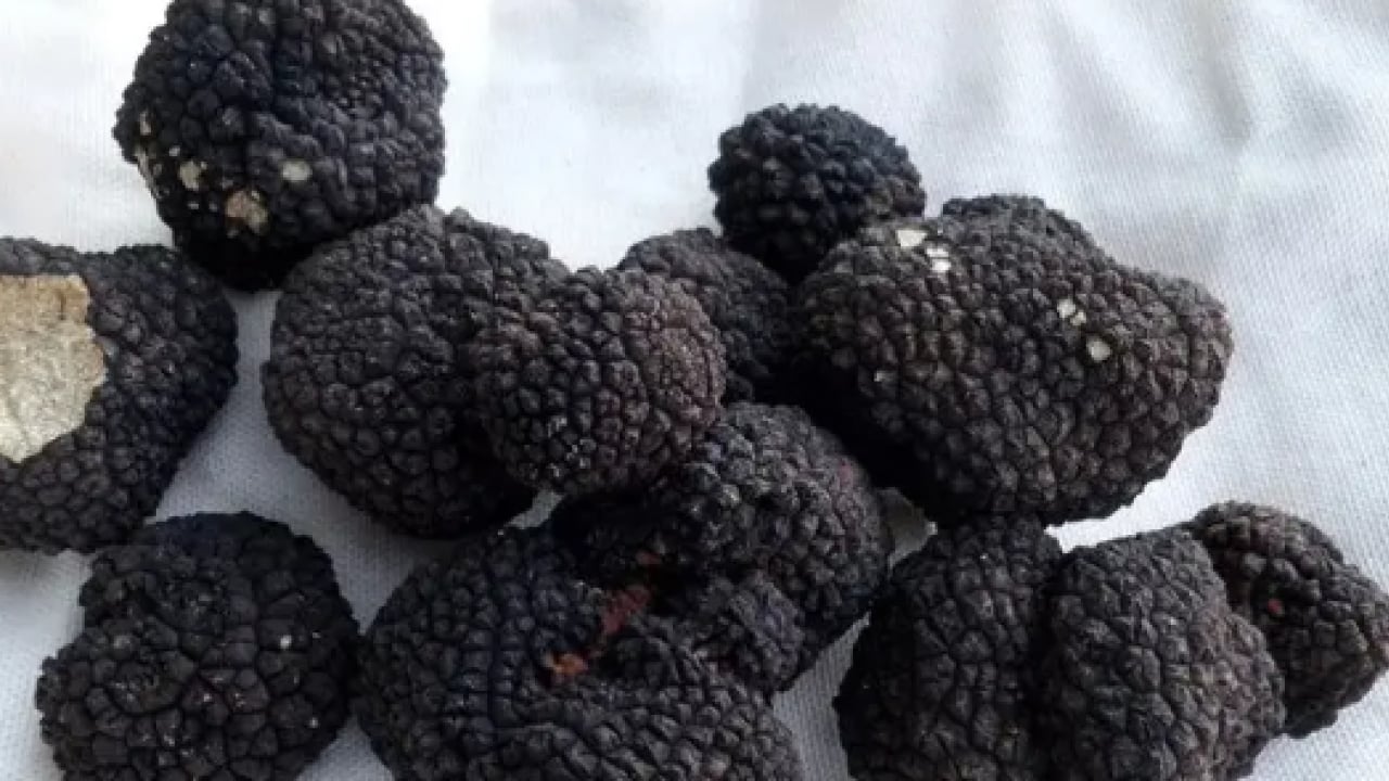 Foto - Ormanda hazine buldular: Kilosu tam 40 bin lira!