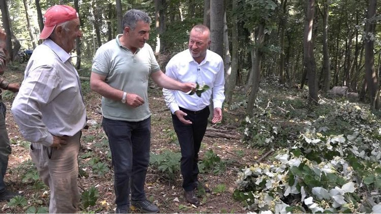 Foto - Ormanda resmen servet yatıyor: Kilosu 3 bin lira! Toplamak için canlarını dişlerine takıyorlar