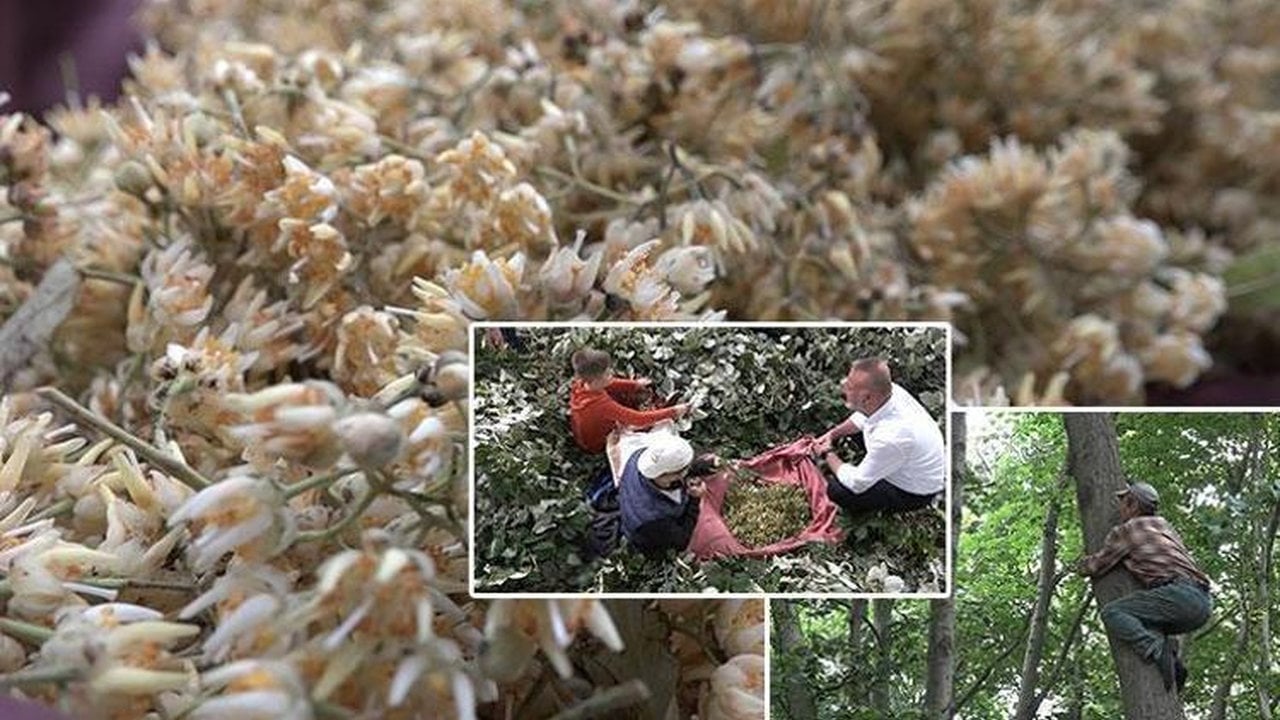 Ormanda resmen servet yatıyor: Kilosu 3 bin lira! Toplamak için canlarını dişlerine takıyorlar
