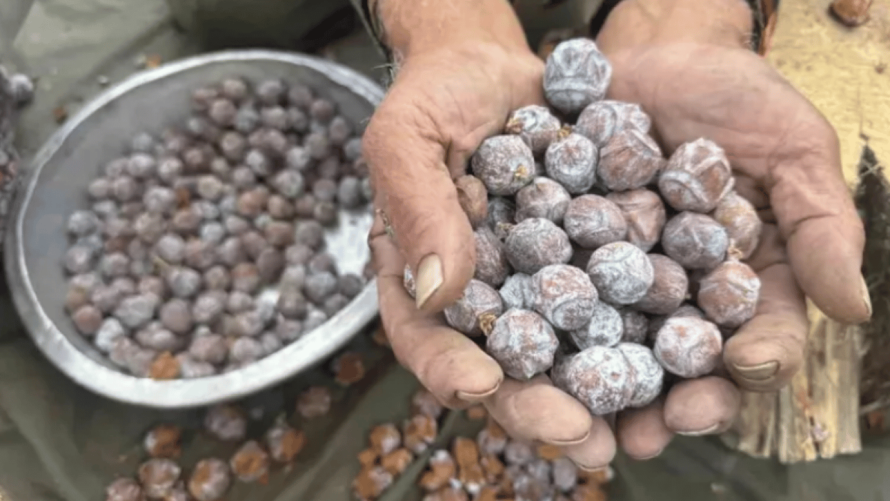Ormandan çıkıyor kazana giriyor: Her derde deva oluyor.