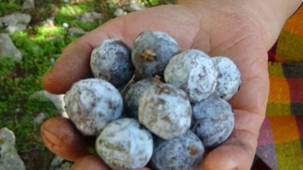 Foto - Ormandan çıkıyor kazana giriyor: Her derde deva oluyor.