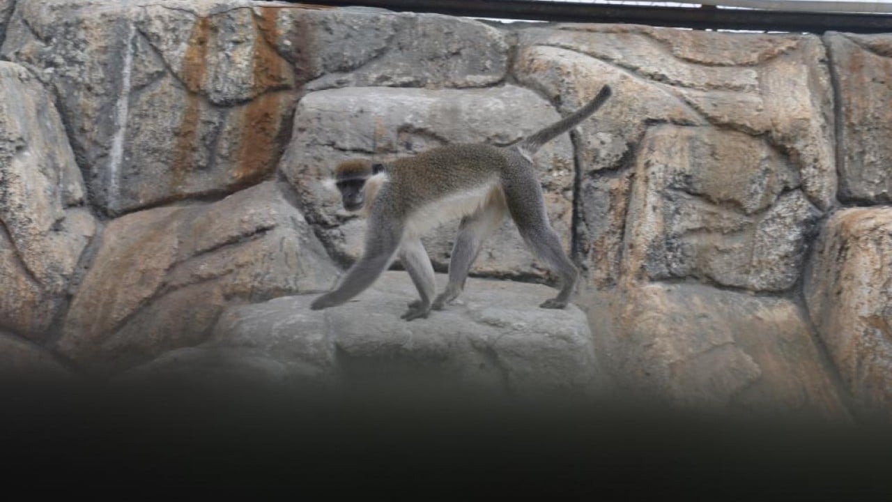 Foto - Ormandan hayvanat bahçesine Yakalanıp sürgüne gönderildi!