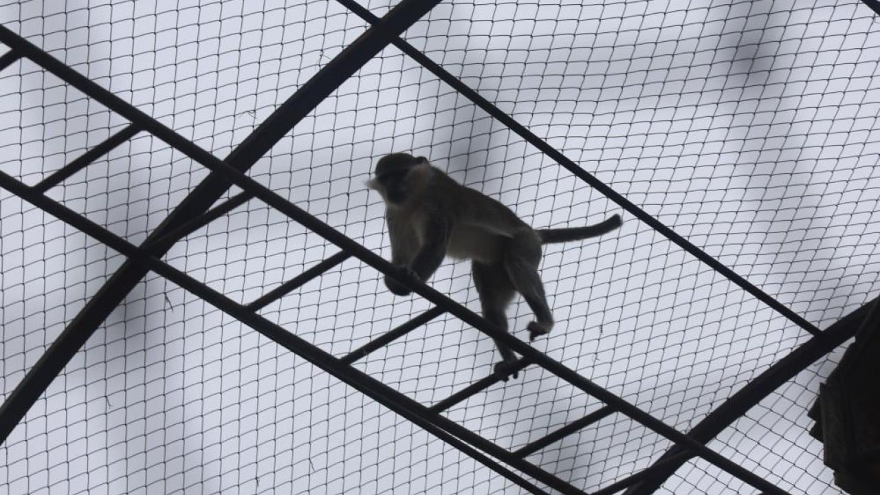 Foto - Ormandan hayvanat bahçesine Yakalanıp sürgüne gönderildi!