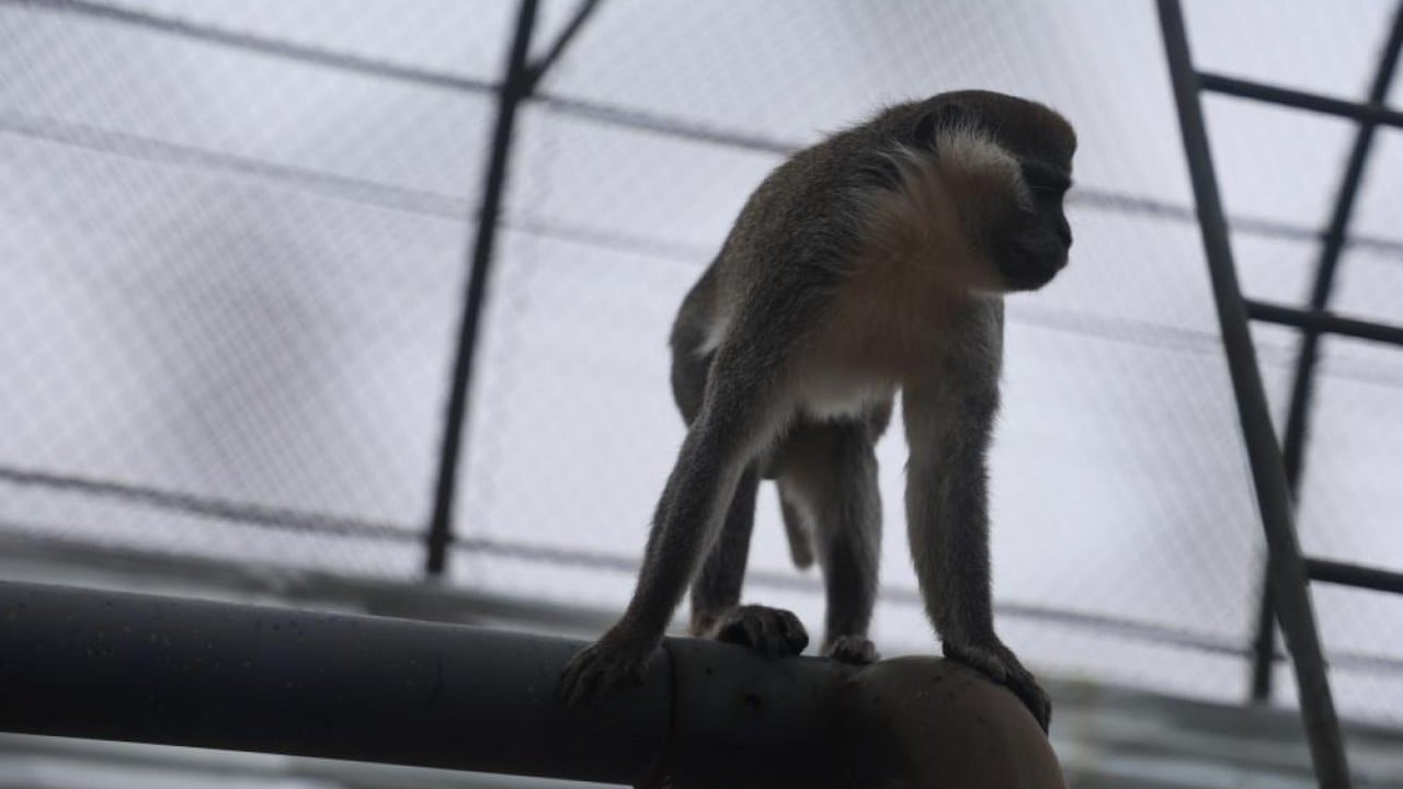 Foto - Ormandan hayvanat bahçesine Yakalanıp sürgüne gönderildi!